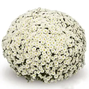 Belgian Mums - Live Plants, White Flowers