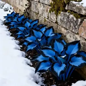 860+pcs Hosta Seeds Perennial Shade-Loving Plant Seeds for Home Garden & Yard, Easy to Grow, Suitable for All Seasons