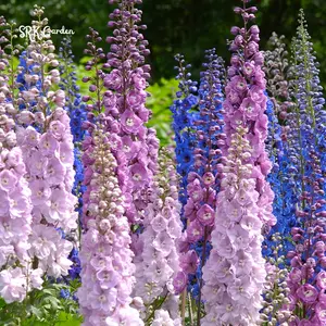 Larkspur Seeds - Giant Imperial Mix 250 seeds