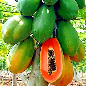 20 Caribbean "Red Lady" Carica Papaya Fruit Tree Seeds LARGE MELONS Indoor Plant