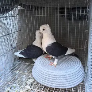 Pet Nest, Anti-Tip Pet Bed, Incubator Use, Winter Warmth, All-Season Universal, Suitable for Birds, Chickens, Pigeons, Pets