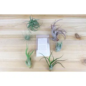 Tillandsia Air Plant Grab Bag of Small & Medium Plants & Fertilizer [6 Pack]