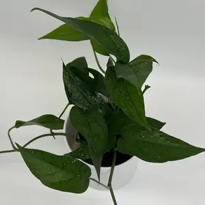 Epipremnum Baltic Blue 4" pot  Rare House Plant with Unique Leaves for Indoor Home Decoration