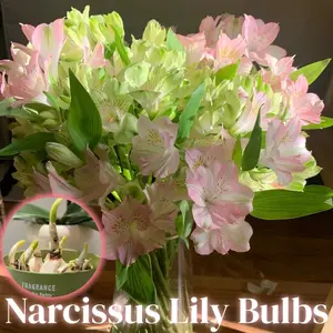 Narcissus bulbs can be grown hydroponically, making them easy to cultivate and maintain, and suitable for indoor and outdoor ornamental flowers. Suitable for office, bedroom, and living room decoration, and easy for beginners to control