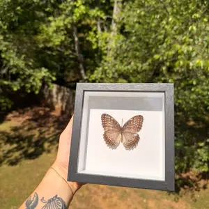 Decorative Butterfly Frame, Wall-Mounted Display Frame for Home Living Room Bedroom Decor