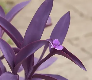 6 Purple Heart Wandering Jew Cuttings – Tradescantia pallida - Stunning plum blooms