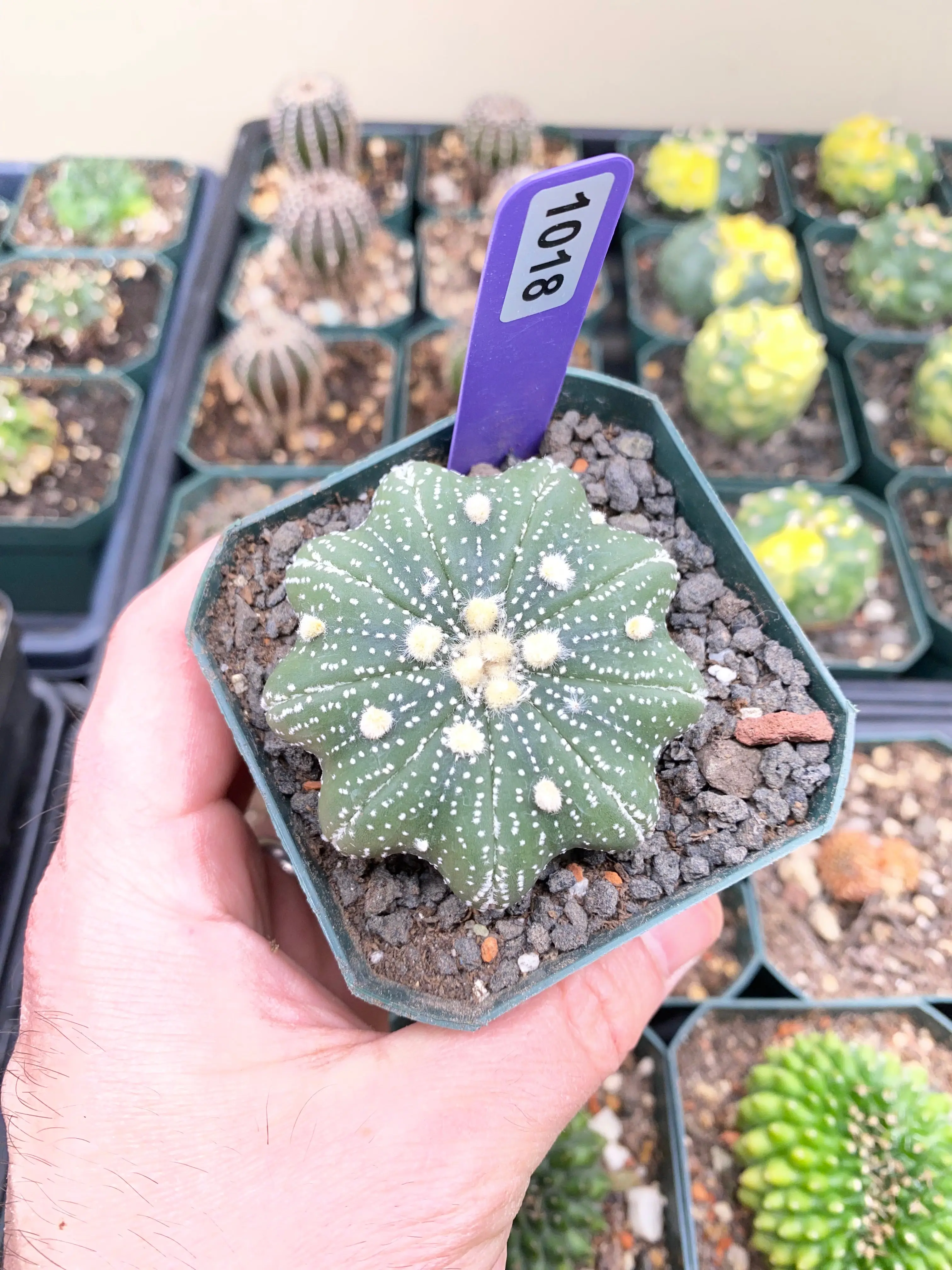 Astrophytum Asterias Star Shape Type Cacti - 1018