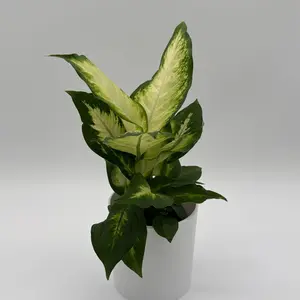 Dieffenbachia Camille 4" nursery pot House Plant with Large Heart Shaped Leaves for Home Decor Indoor Design United States
