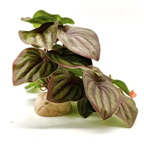 Red Watermelon Peperomia