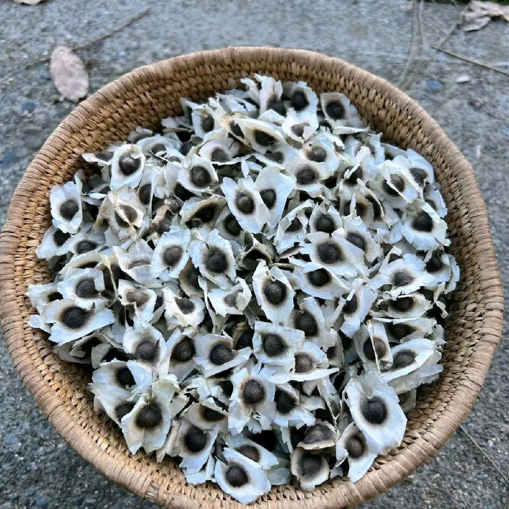 D-R-D MORINGA SEEDS "7 G"
