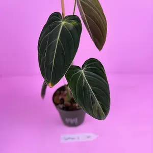 RARE Philodendron Melanochrysum Variegated 4” | Variegated Velvet Philodendron