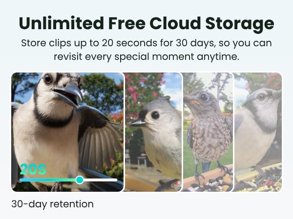 Birdfy Smart Bird Feeder with Camera for Rookie, Camera Bird Feeder Dual Night Vision, AI Recognition IP66 Waterproof for BirdLovers