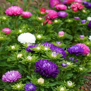600+ Pcs China Aster Seed Mix Multicolor  Seeds for Planting