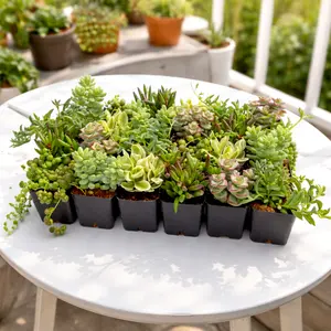 Trailing & String Succulent Pack