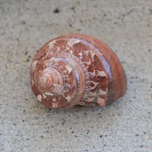 Tapestry Turbo Polished 1.5-2.5"