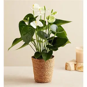 White Anthurium For Sympathy