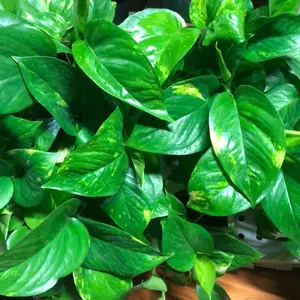 Pothos Golden