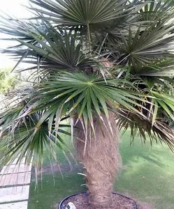 RARE LIVE PLANT 2ft Coccothrinax crinita Guano barbudo Old man palm Palma petate Extremely ornamental