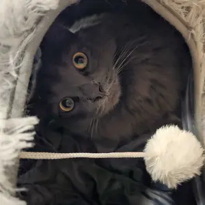 Product Review of Winter Warm Pet Bed, 2 in 1 Foldable Cat Tunnel Cat Bed, Warm Plush Cat Bed with Hanging Ball & Tunnel Buckle, Pet Supplies for Indoor Outdoor Use from I**H