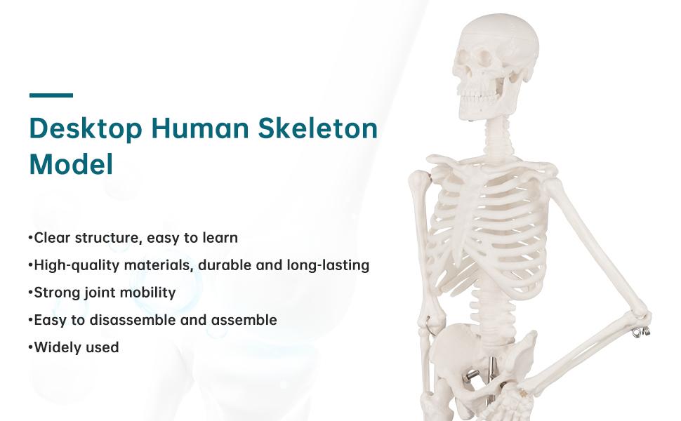 Skeleton Model, 17" Skeleton Anatomy Model with Movable Skull, Arms and Legs, Teaching Model for Education, Skeletal Study and Display