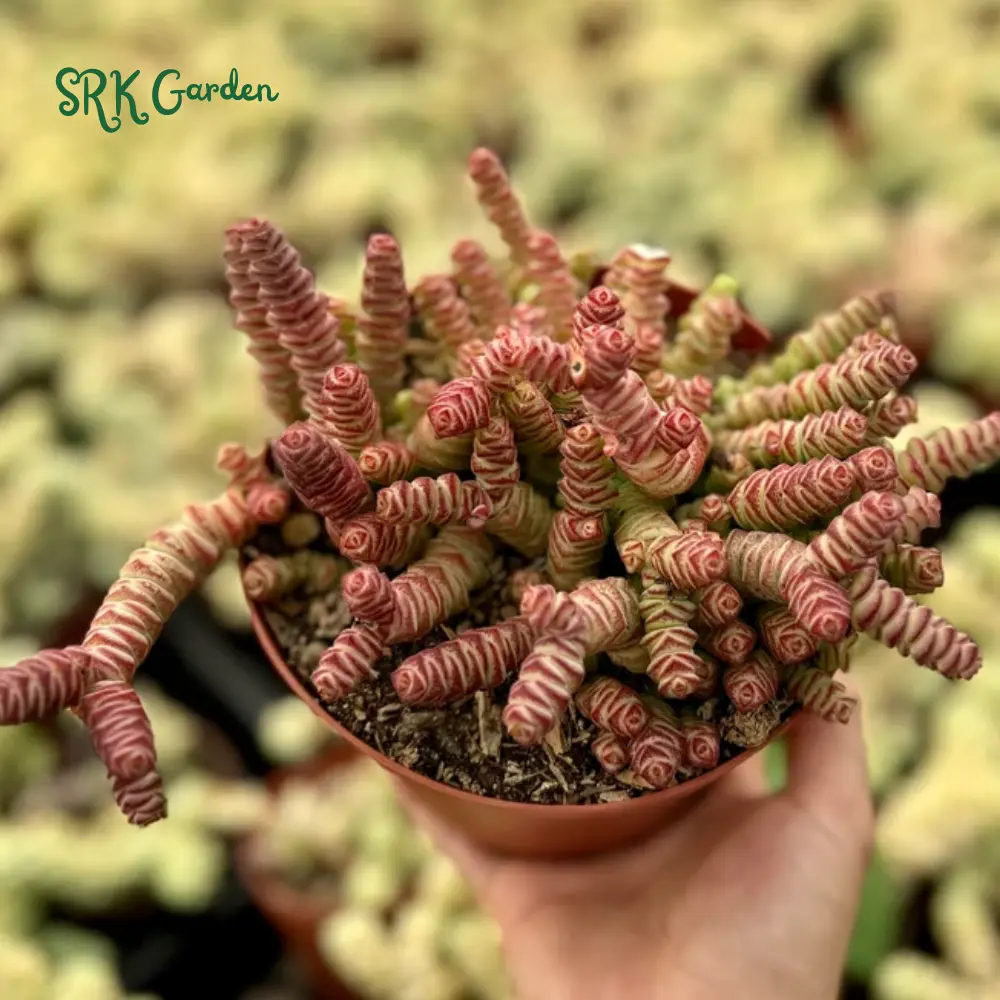 Crassula Rupestris, Rare Succulents, Live Plant in 4'' pot