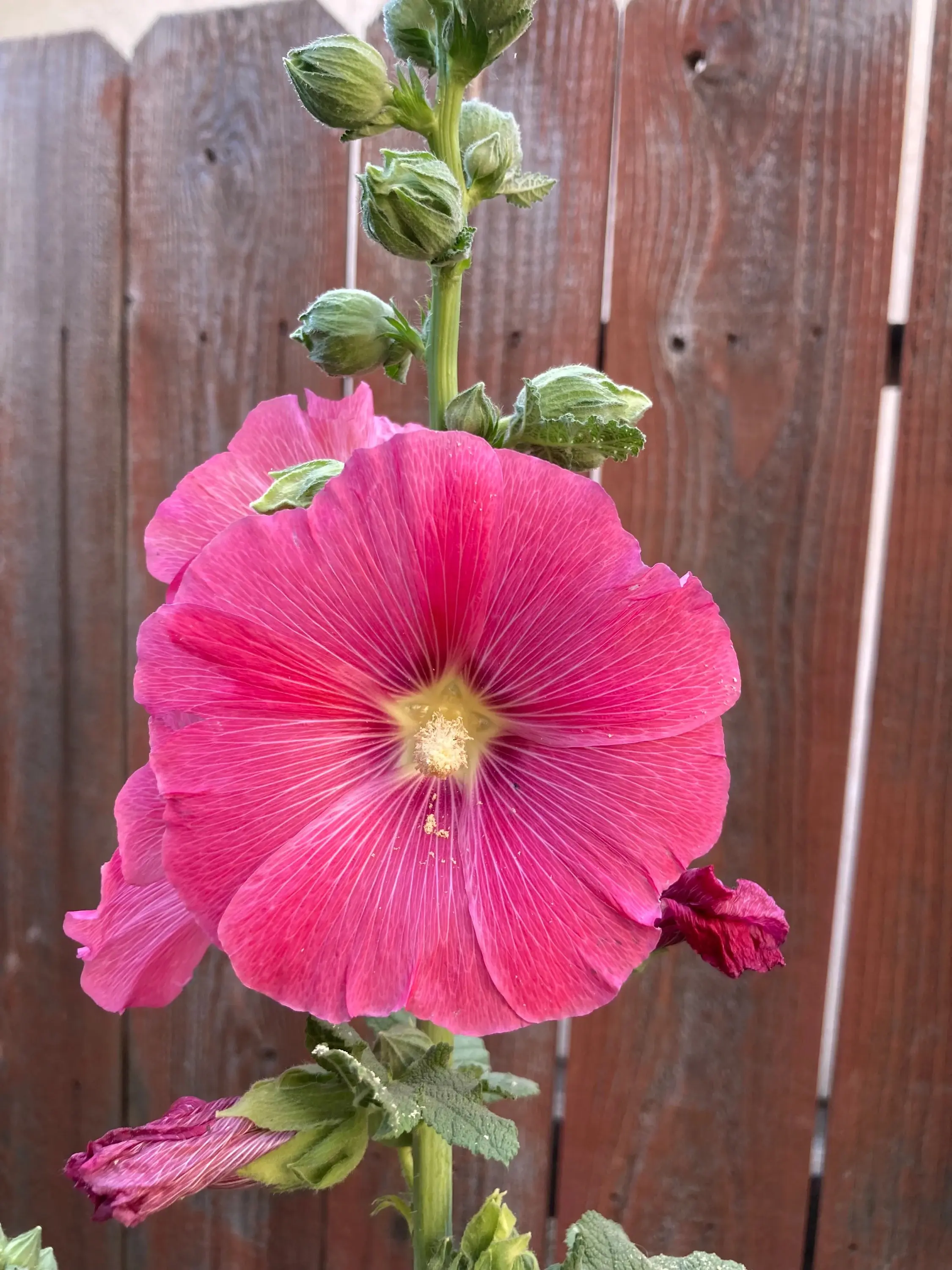 Pink Alcea Rosea (Hollyhock) Live Single-Flowering Potted Plant - Cold-Hardy Garden Supplies, Hummingbird-Attracting, Tall Stems, Full Sun-Thriving, Organic-Grown, Prolific Re-Seeder