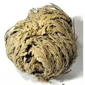 The Rose of Jericho Flower