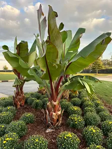 Abyssinian Banana Tree Seeds for Planting (5 Seeds) - Ensete ventricosum