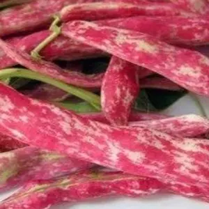 Taylor Dwarf Horticultural Bean (Phaseolus vulgaris 'Taylor Dwarf Horticultural') Organic Seeds – Compact Heirloom Bush Bean, Great for Shelling, Soups, and Stews