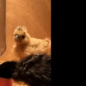 Chick Or Quail Waterer Drinker Base - Safe Gravity Design for Baby Chicks & Quail - Standard Bottle Compatible - Available in Blue Pink Red or Custom Colors