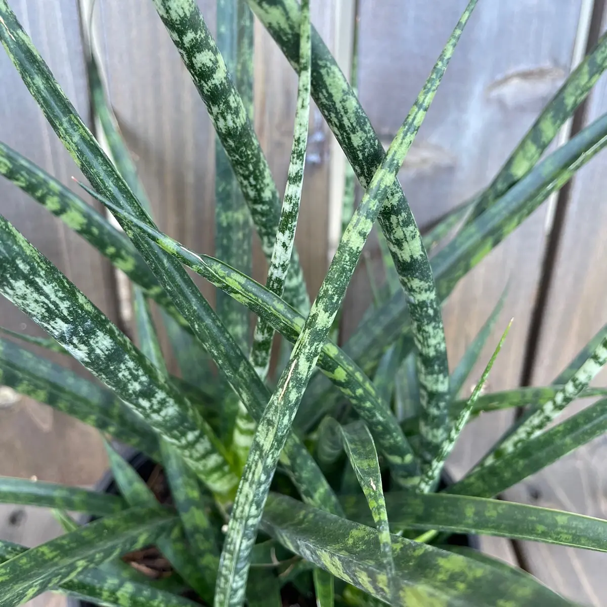 Sansevieria Fernwood Houseplant, Leafy Greenery Decorative Piece for Kitchen, Living Space