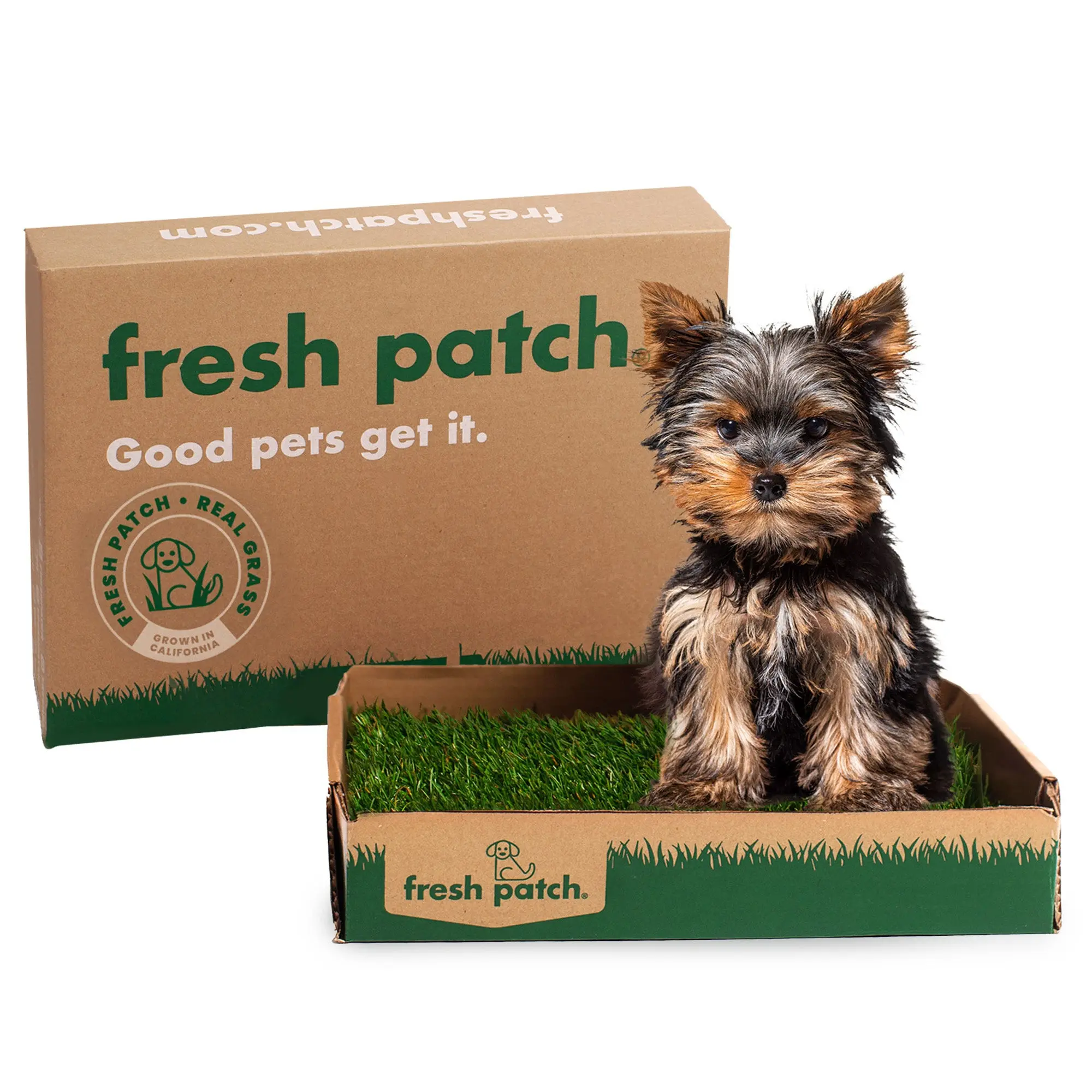 Fresh Patch Mini 16"x12" Real Grass Patch for Pets Up to 5 lbs - Perfect for Teacup Puppies Cats Kittens & Tiny Pets