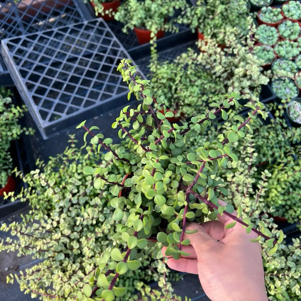 4 pack elephant bush Green bedroom sculpture