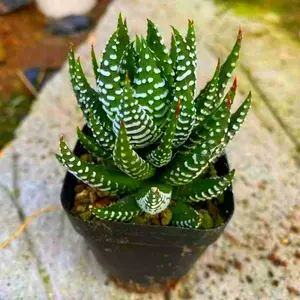 4 Packs Haworthia Live Succulents, 2 Inch Pots, Zebra Wart Succulent Plants, Easy Care Indoor Houseplants for Home Office Desk Decor, Unique Gifts for Plant Lovers
