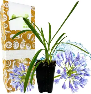 Agapanthus 'Lily of The Nile' Live Plant - Exotic African Variety for Outdoor Garden