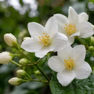 Mystery Bloom 50ct Heirloom Jasmine Seeds Purple or White Organic Non-GMO Fragrant Flowers Strong Fragrance Easy to Grow Dream Garden