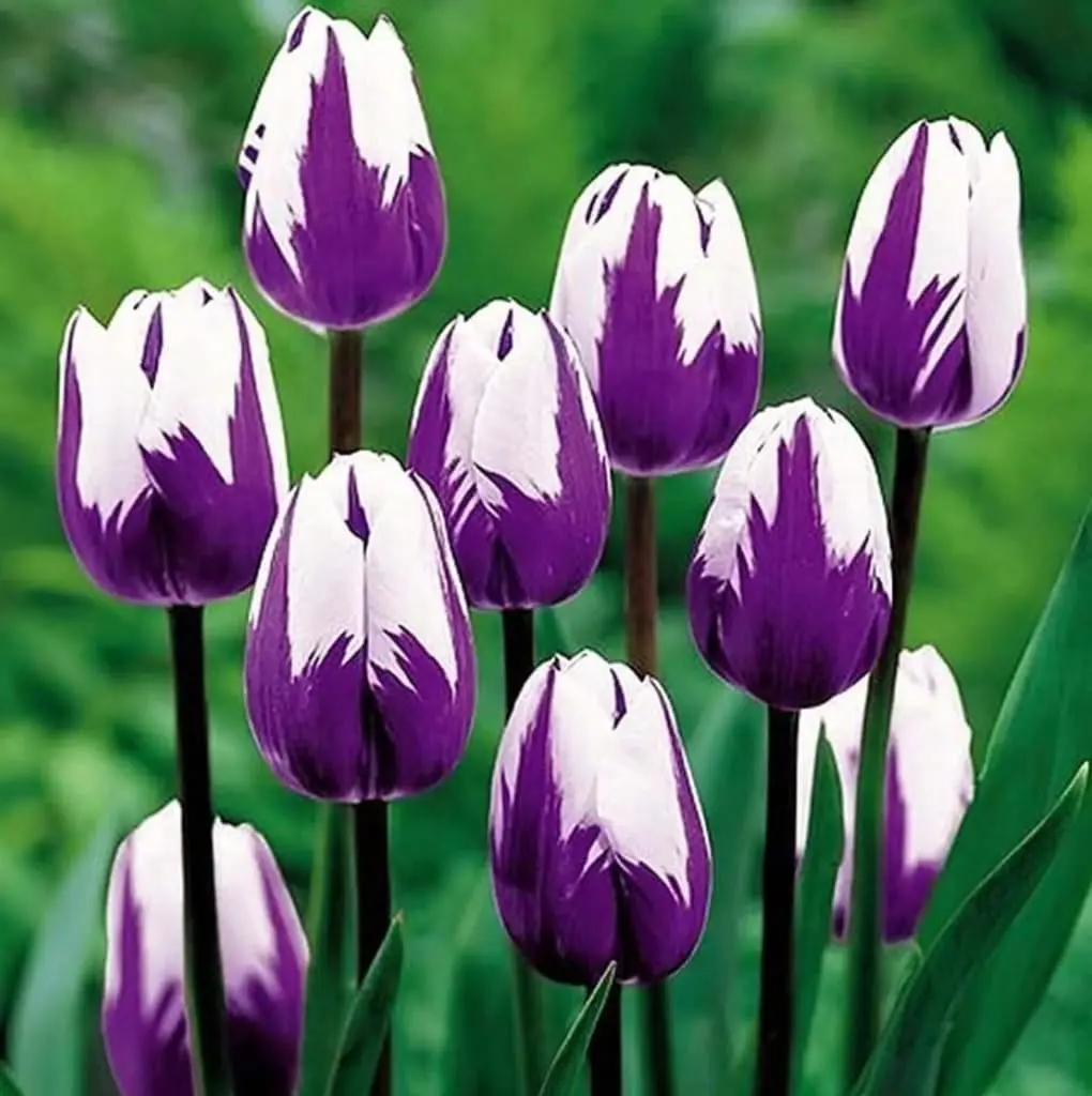 Tulip Flower Seeds Mixed Color Collection Spring Blooming Garden Flowers for Outdoor Planting Borders Containers and Vibrant Flower Displays