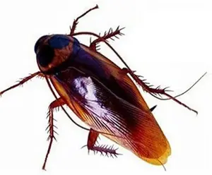 12 PCS Vintage Mock Fake Plastic Cockroach Scorpion Insects Joke Toys Prank Scary Trick Bugs for Party