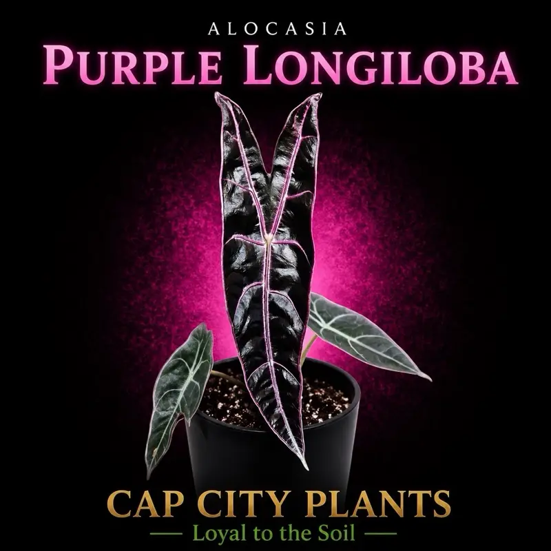 Alocasia Purple Longiloba Tissue Culture