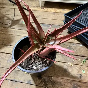 Aloe Cameronii ships bare roots plant