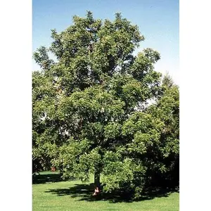 Walnut, Black (25 per bundle)