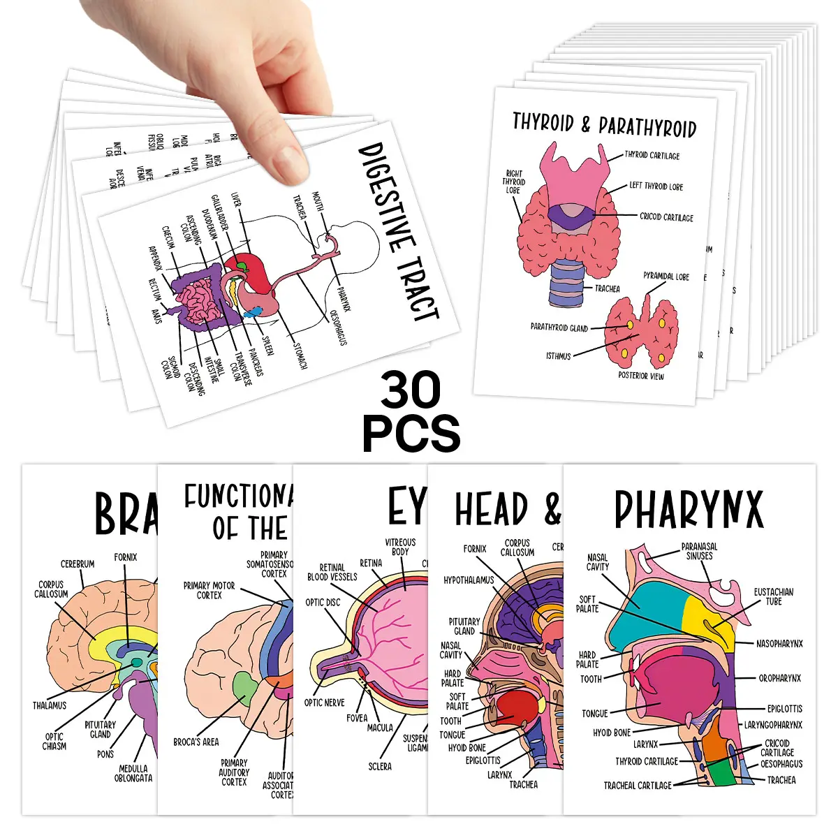 30pcs Anatomy Nursing Flashcards for Human Body Systems - Flashcards for Studying - Medical Diagrams Study Guide for Medical Students, Doctors, Nurses - Medical Education Tool, Detailed Anatomy Charts