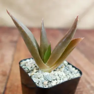 Aloe Black Gem – Alworthia Black Gem