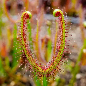 SEEDS - Fork-Leaved Sundew - Drosera binata - Carnivorous Plant