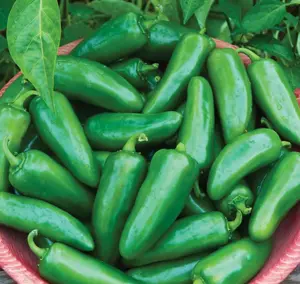 200 Jalapeno Pepper Seeds for Planting Big Guy Hot Pepper Seeds Non-GMO Heirloom Vegetable Seeds for Home Vegetable Garden and Hydronic