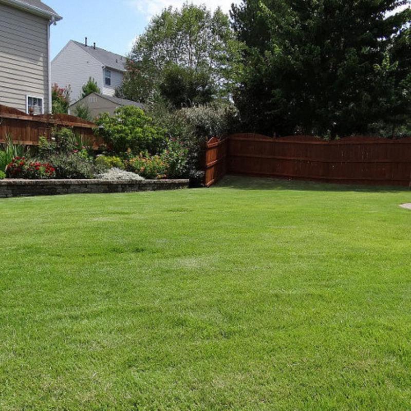 3000+ Pcs Grass Seeds for Thick and Green Lawn Coverage