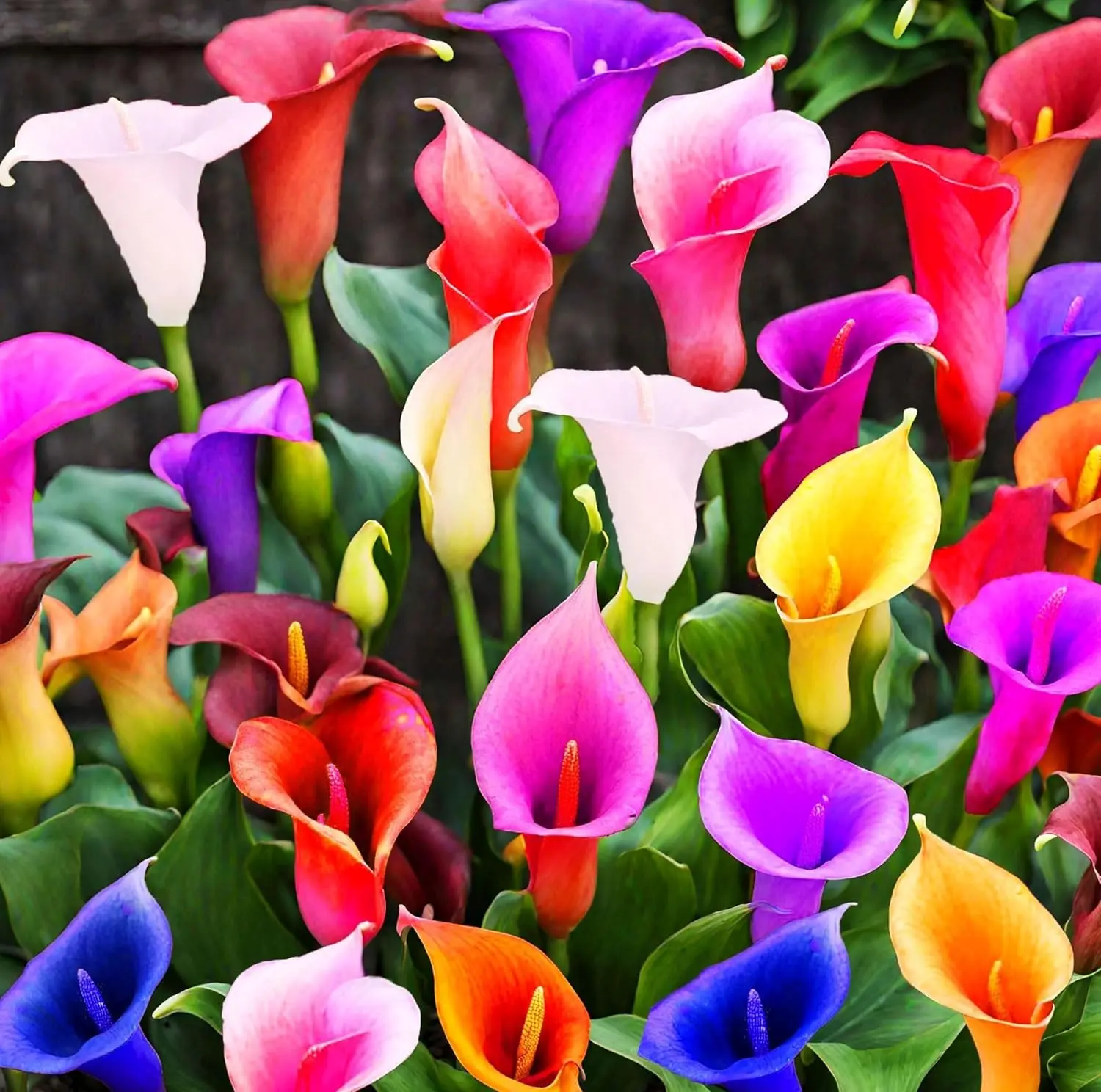 Calla Lily Seeds Beautiful Flowers Mix Color Perennial Plant