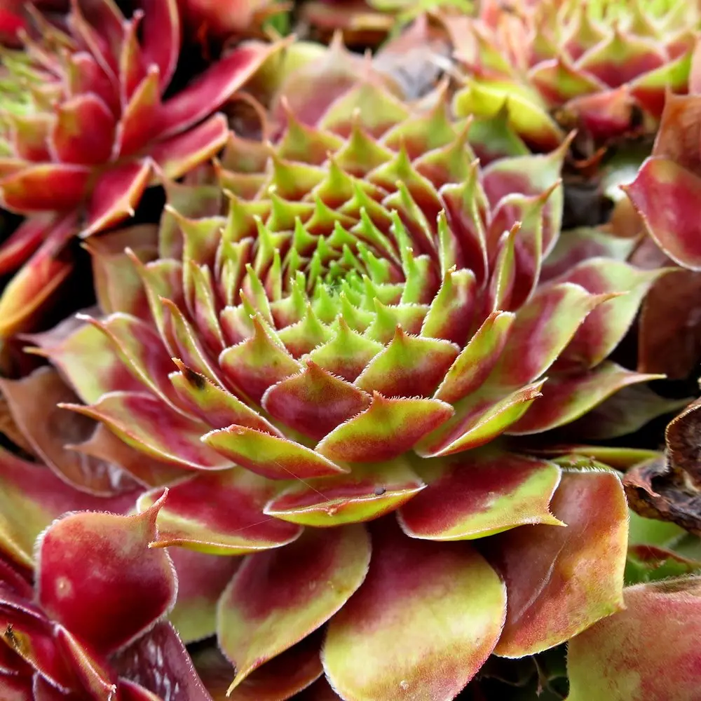 Commander Hay – Hens & Chicks Sempervivum Succulent (4” Pot)