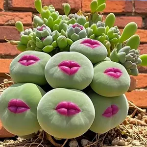 Rare 300pcs Red Lip Succulent Seeds Uncommon Variety for Collectors Garden Lovers Distinctive Lip Shaped Leaves All Seasons