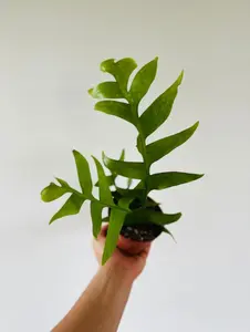 Shark's Tooth Cactus - Epiphyllum Chrysocardium - 4" Pot